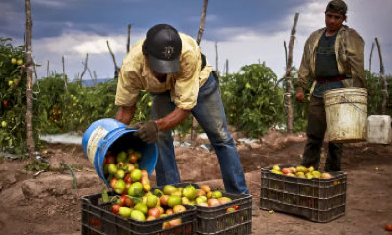 producci�n_agr�cola