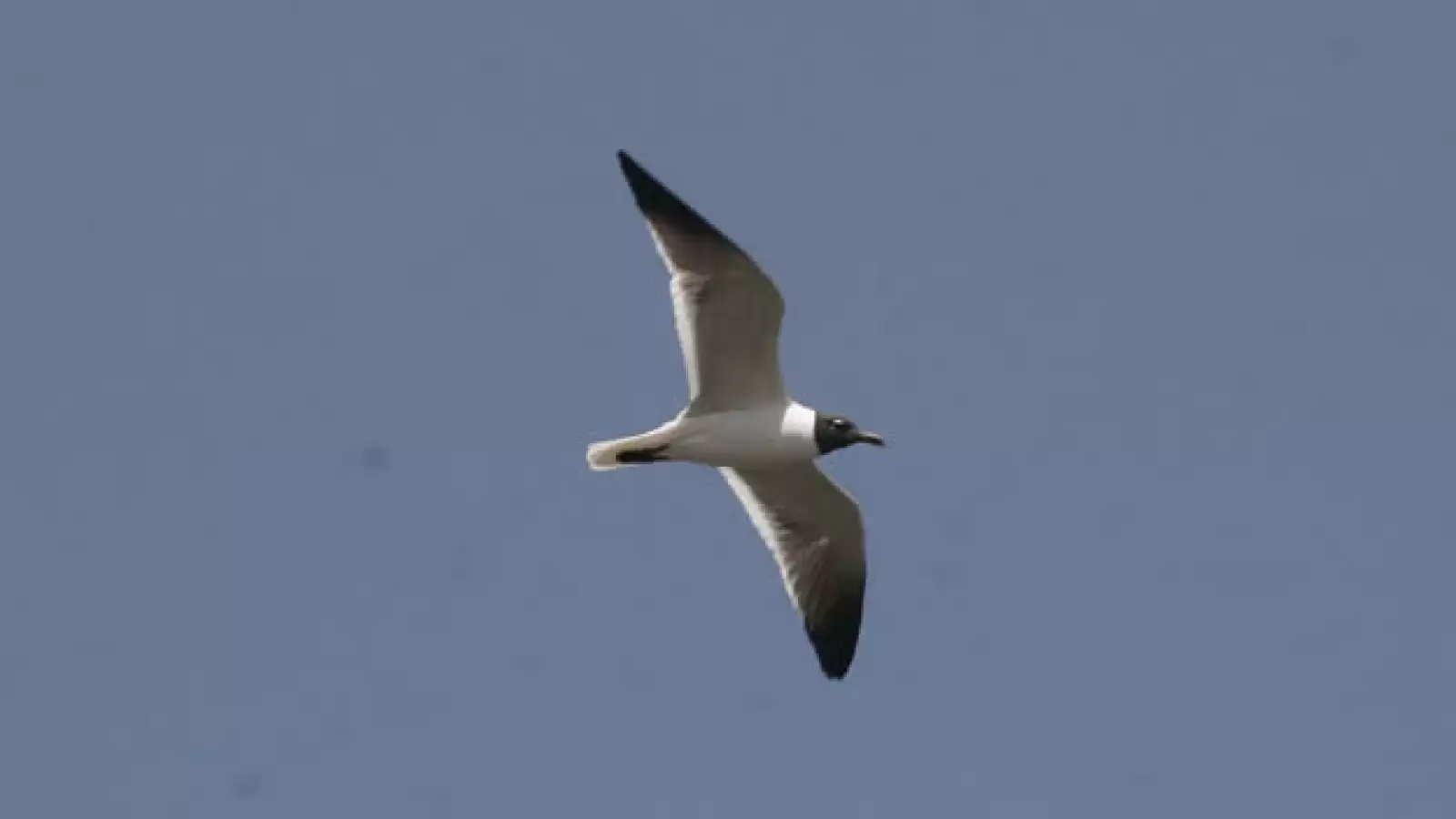 aves y humedales veracruz 15