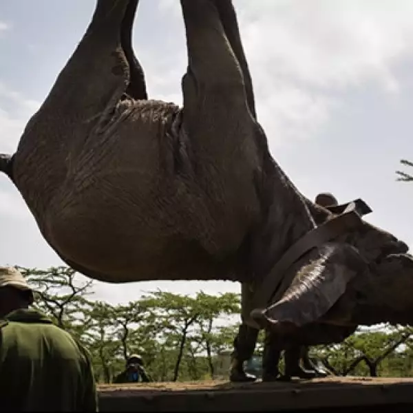 Traslado de elefante en Kenya