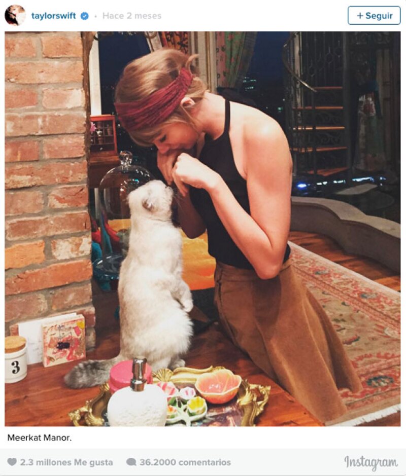 Taylor (la ya reina de Instagram) y su gatita Meredith en el sexto lugar con 2.3 millones.