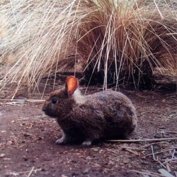 animales-endemicos-mexico-teporingo