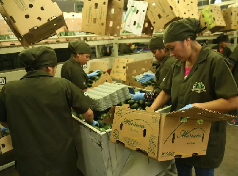 empacadora de aguacate