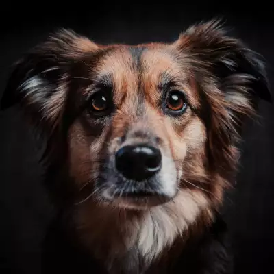 origen del dia mundial del perro
