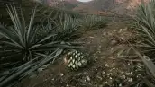 Piña de agave sobre un campo de agaves en el monte.