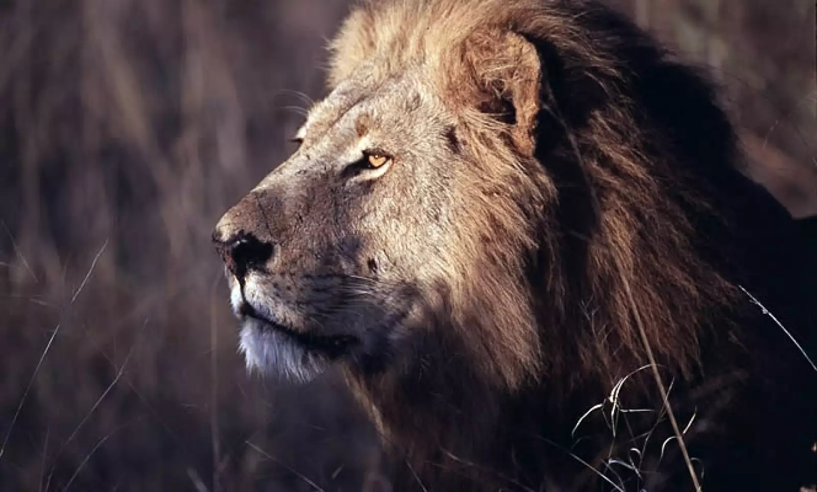 Localizado en Botswana, es uno de los grandes humedales silvestres del planeta, donde se manifiesta con excelencia el ciclo estacional de la vida en cada temporada de lluvias. En la imagen, el rey de la selva el cual suele acechar a sus presas en la delta