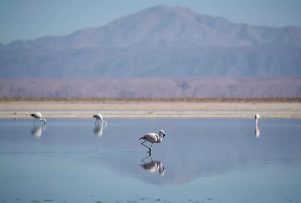Flamencos permaneces en la Laguna Chaxa en el Salat de Atacama en San Pedro de Atacama, Chile. 