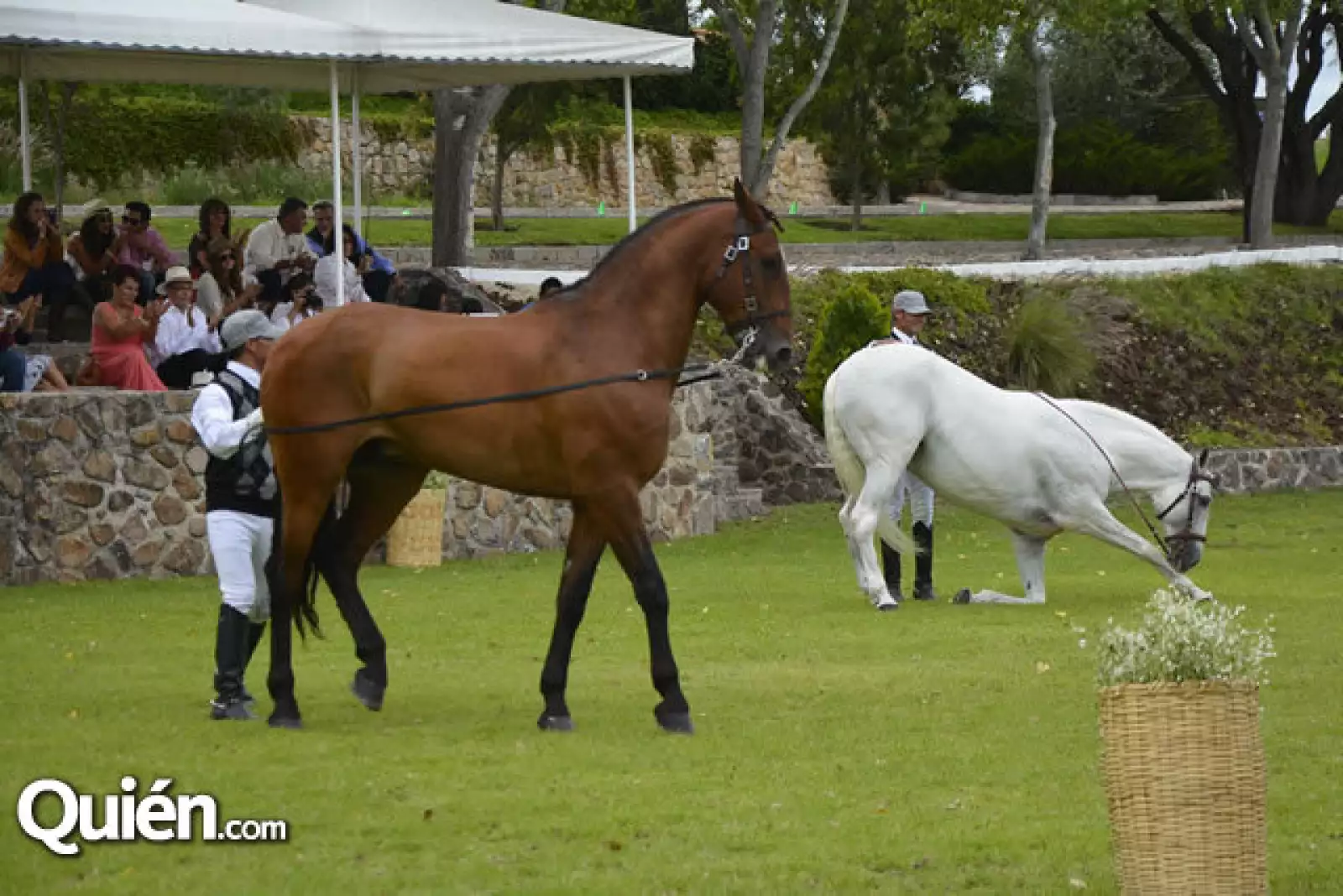 Doma de caballos Lucitános a la alta escuela
