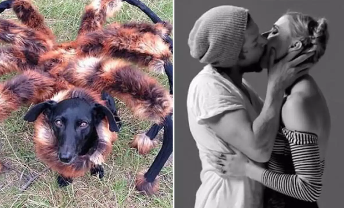 Desde videos 'homemade', hasta anuncios publicitarios y otros con causa acapararon la atención del famoso canal. El terrorífico perro disfrazado de araña ganó con más de 114 millones de 'views'.