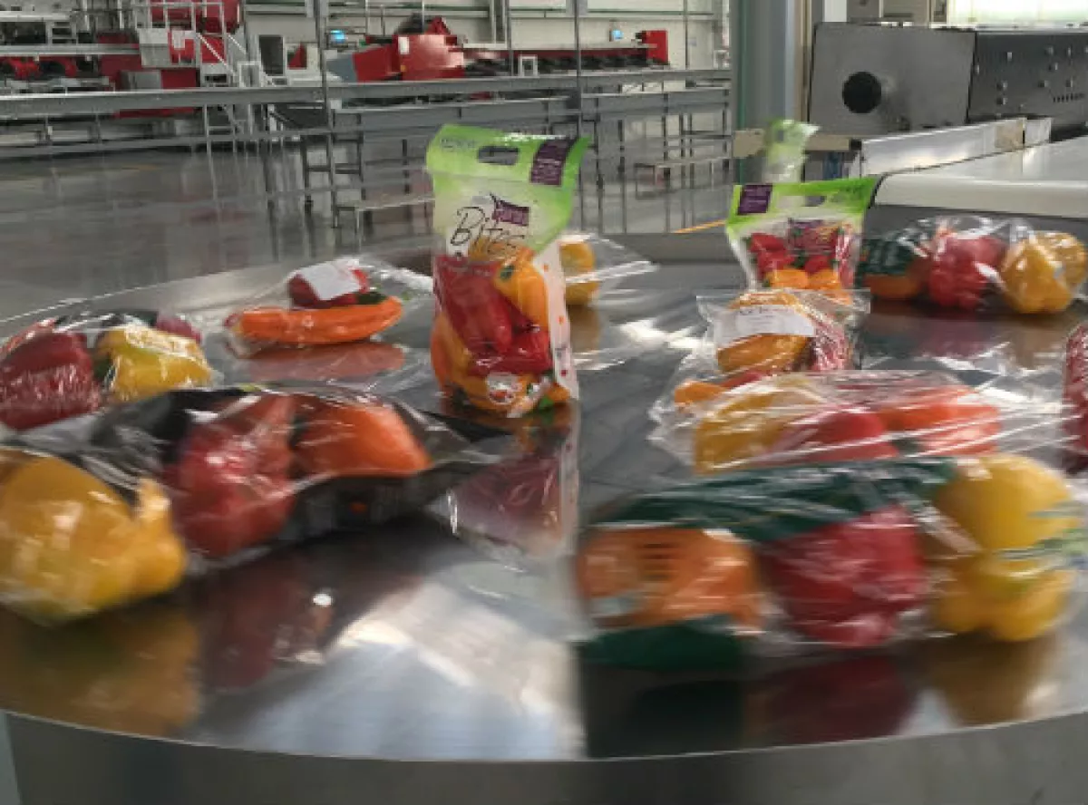 Invernaderos Hortigen Produce, planta de Quer�taro