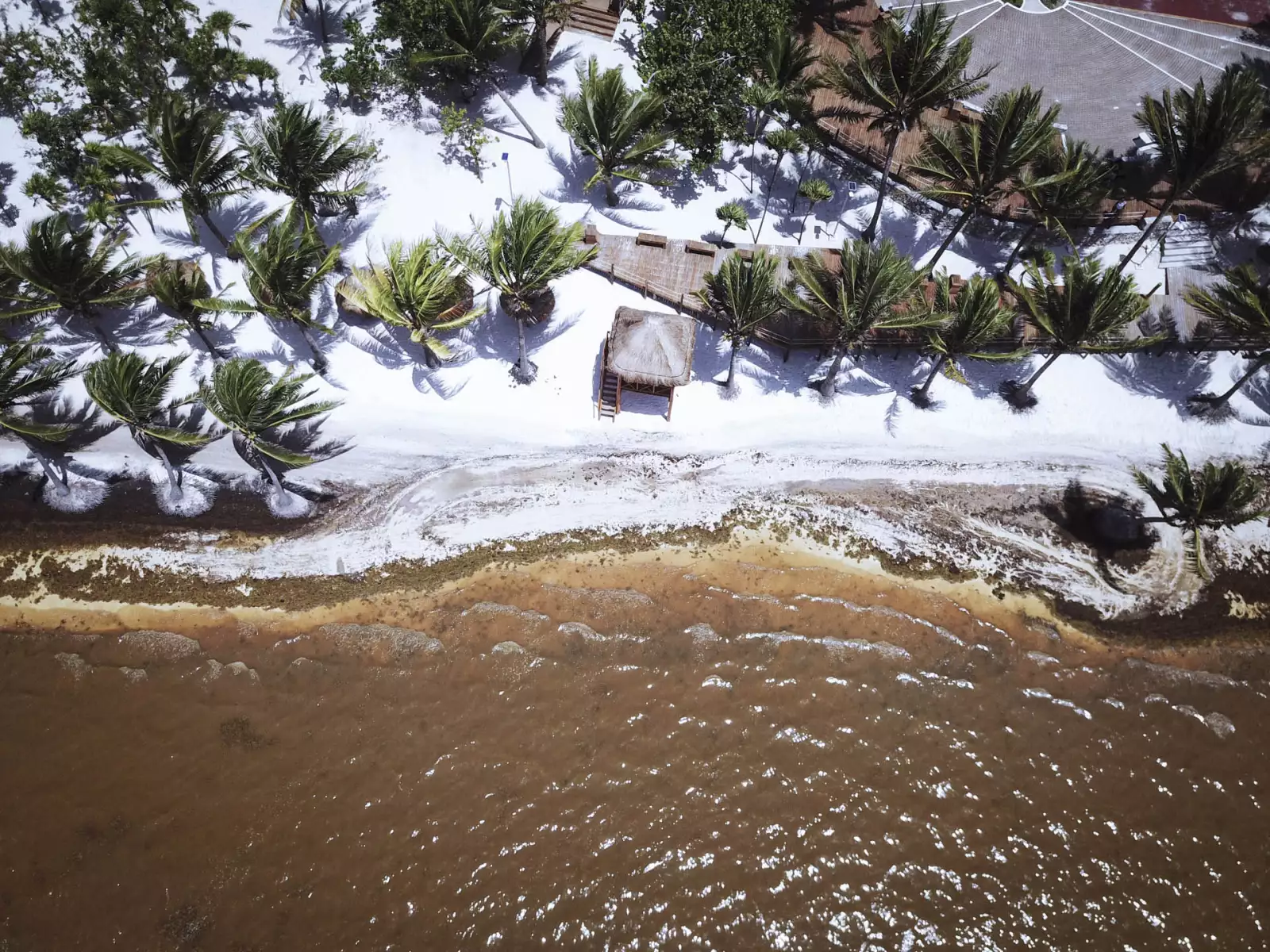 Miles de toneladas del alga llegan a los centros turísticos en la víspera del verano, en la imagen Playa Coral y Playa Ballenas Fe.
