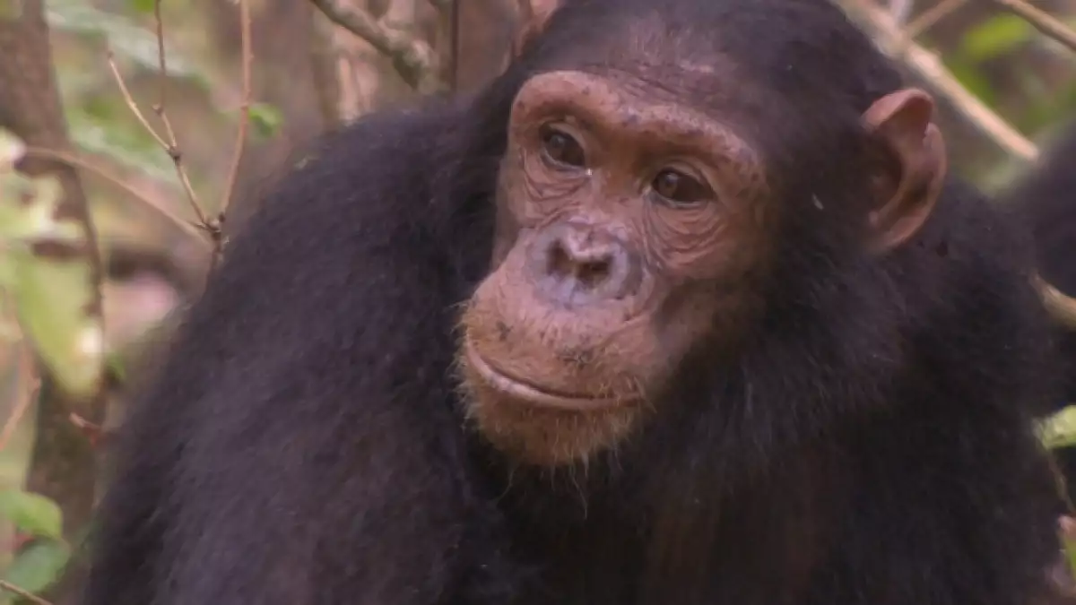 chimpancé