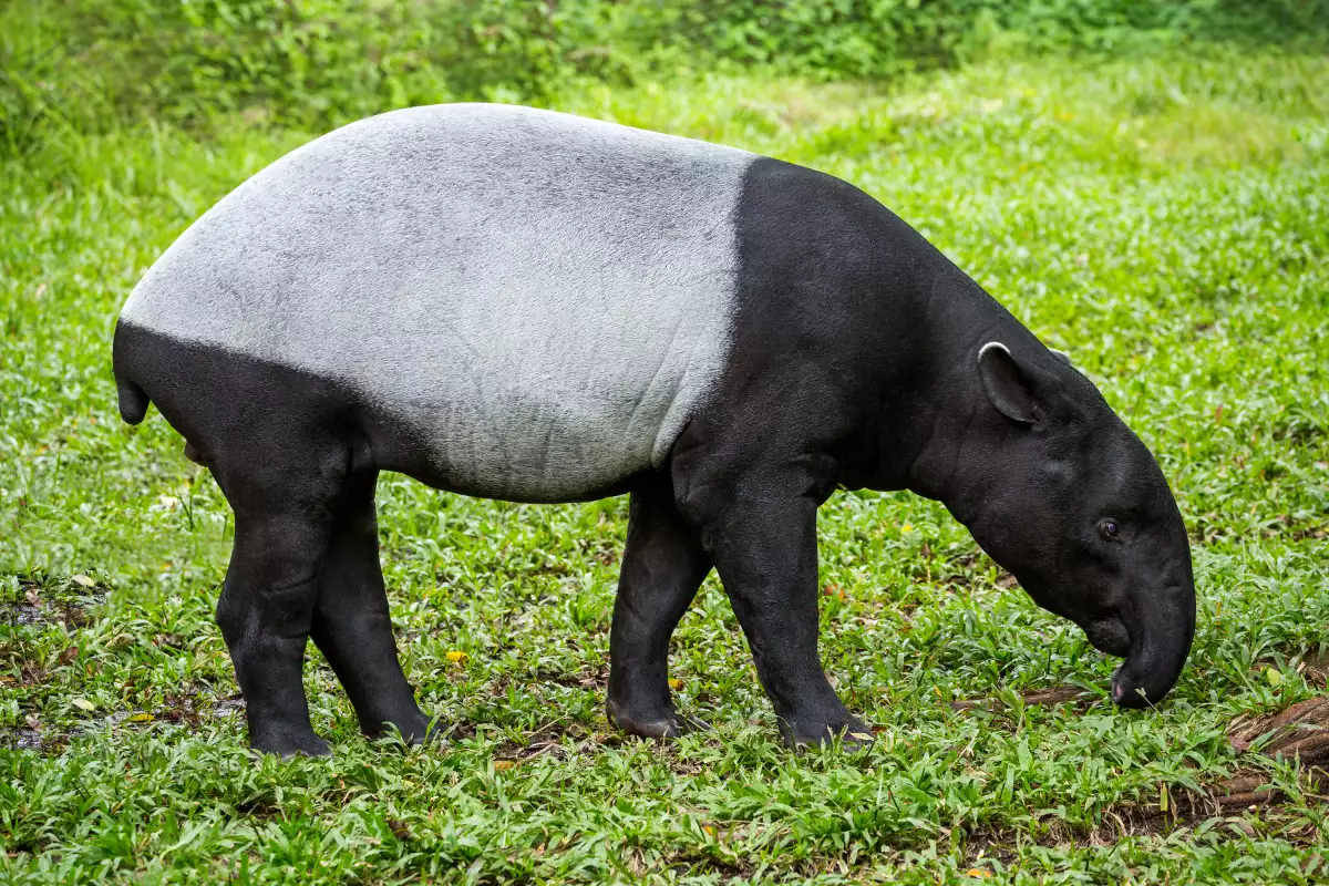 animales amenazados por el tren maya tapir