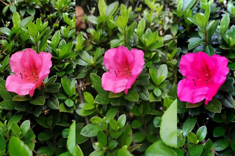 ¿Quién toma las mejores imágenes?