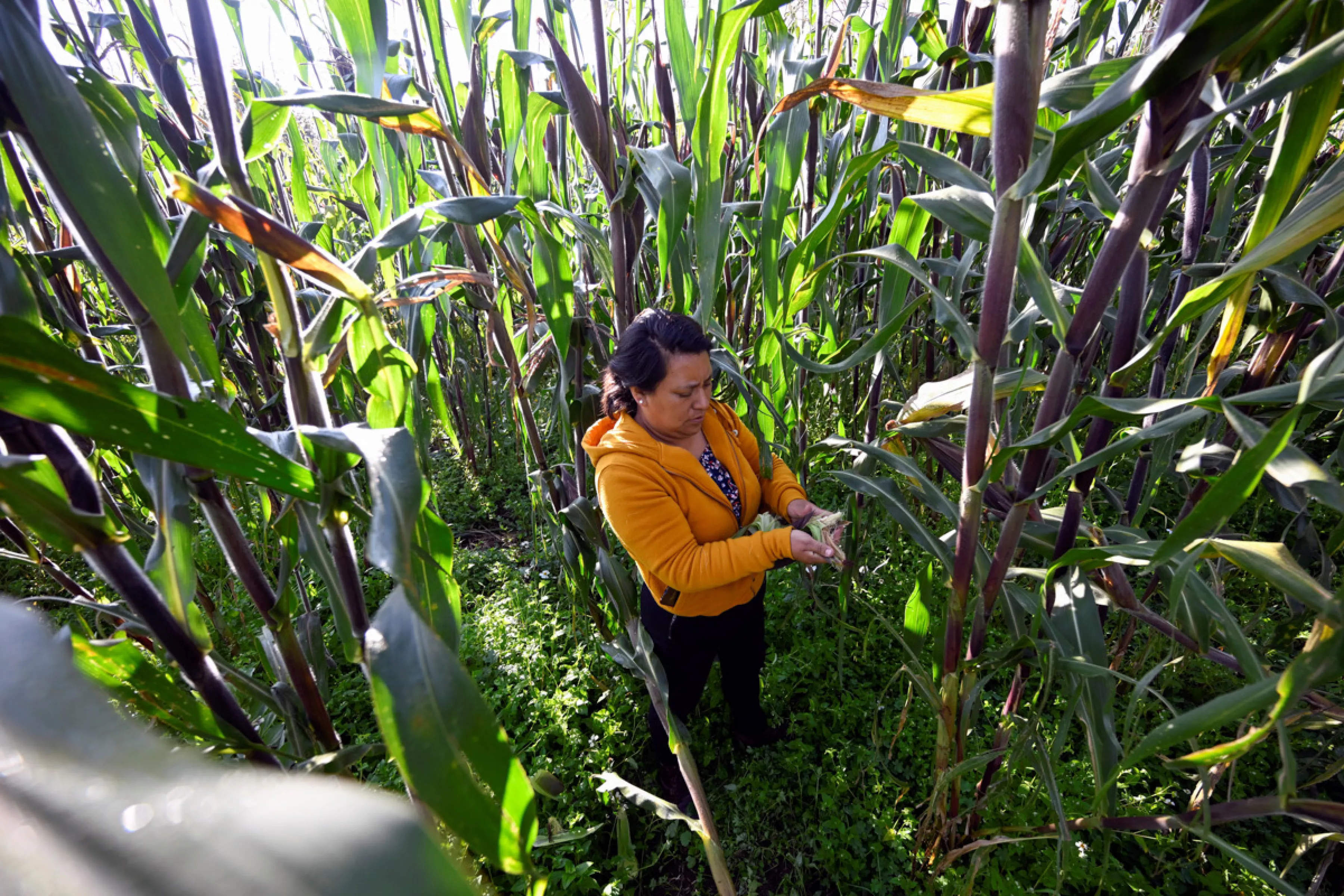 Inflación e inseguridad pegan a la producción agropecuaria de México