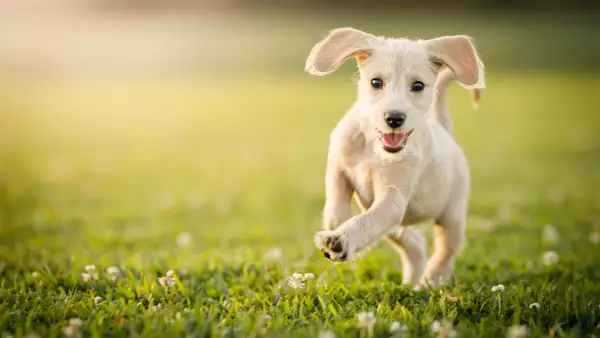 Puppy running at the park