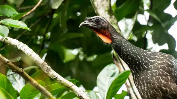 cafe-brasileño-excremento-pajaro