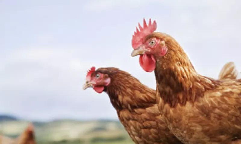 La UNA indicó que el número de gallinas ponedoras afectadas por el virus en Guanajuato representa 0.25% de la producción nacional de huevo. (Foto: Getty Images)