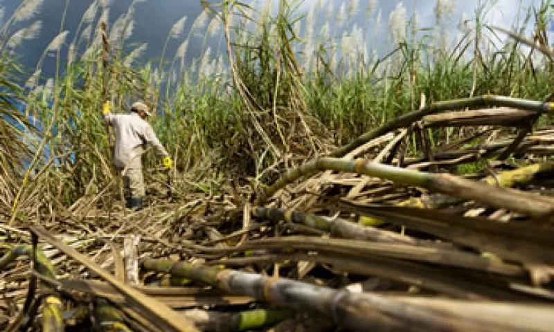 México no tiene restricciones a la inversión extranjera en el sector azucarero. (Foto: Getty Images)