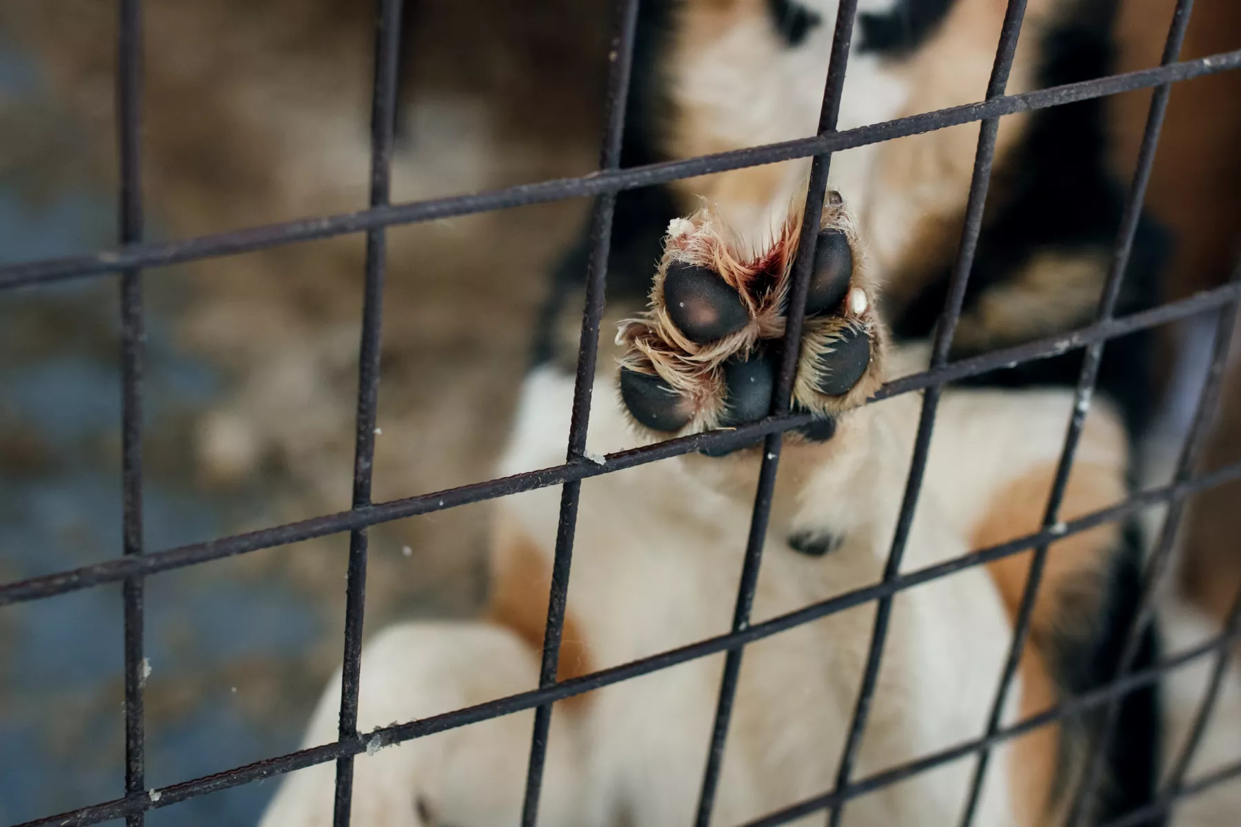 registro-maltratadores-animales