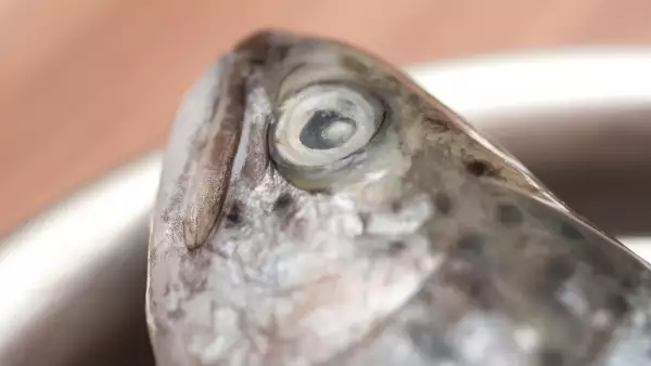 Pez totoaba