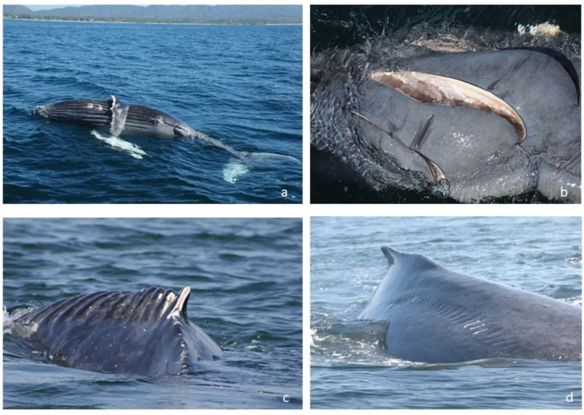 Este proyecto de movilidad marítima pone en riesgo a las mantarrayas en Bahía Banderas