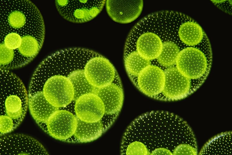 Microalgas
