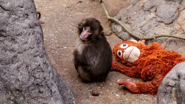 El monito ‘Punch’ vuelve a generar debate por su bienestar: esto dice el zoológico japonés
