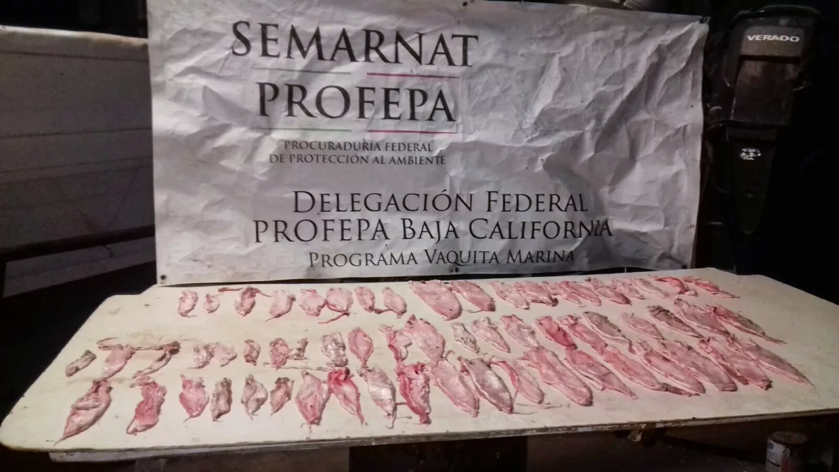 totoaba tráfico 