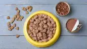 Wet and dry pet food on blue wooden table, flat lay