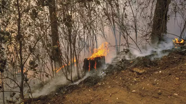 Recuperara los bosques para vivir