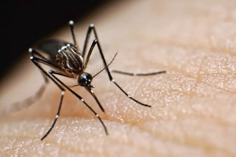 ¿Cómo es el mosquito que transmite el dengue y cómo distinguirlo?