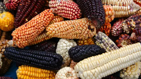 Variedad de maíz.