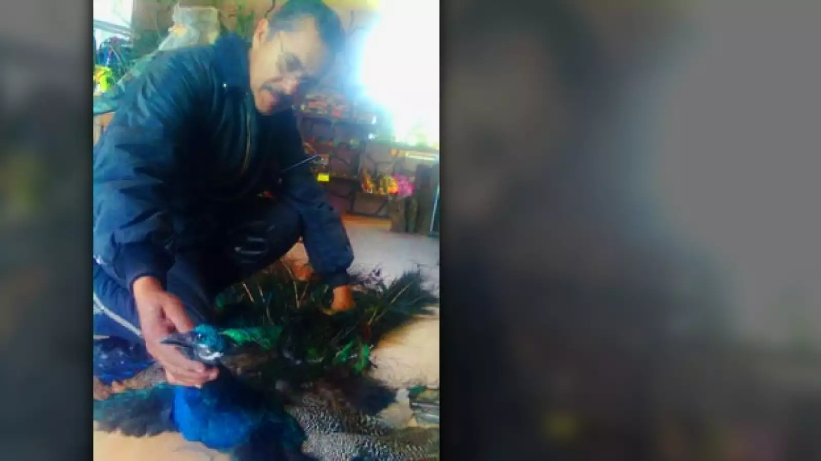 Pavorreal muerto congelado zoologico Aldama Chihuahua