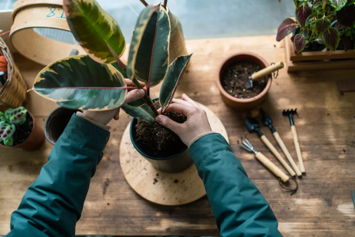 Plant care 