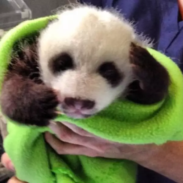 panda atlanta gemelos