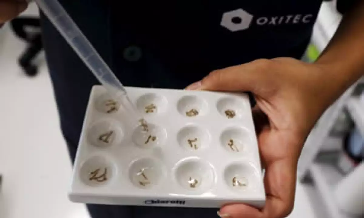 La larva del mosquito que transmite el zika. (Foto: Reuters)