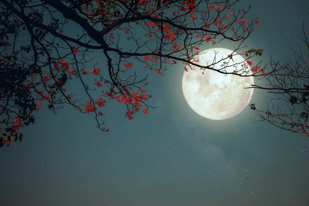¿Cuándo es la Luna llena de mayo de 2025? Curiosidades de la Luna de Flores