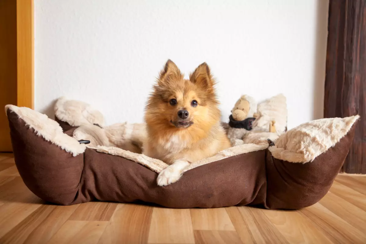Ya sea que tus perros sean grandes o pequeños, te compartimos algunas recomendaciones y opciones de camas para que elijas la ideal.