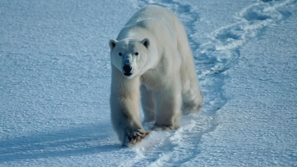 Oso Polar deshielo