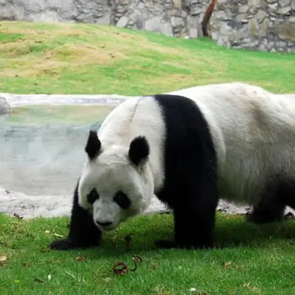Panda Shuan Shuan