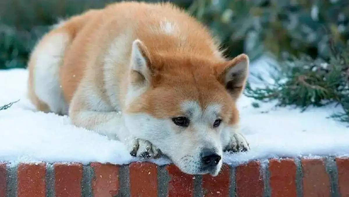 La historia de Hachiko quedó retratada en la película "Siempre a tu lado", estrenada en 2009 con Richard Gere.
