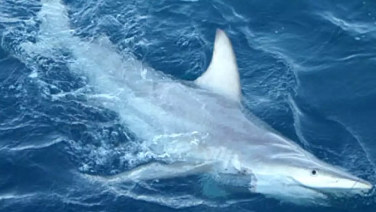tiburón híbrido especies cambio climático