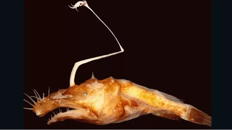 pez de las profundidades