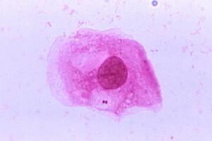 bacteria 1.jpg