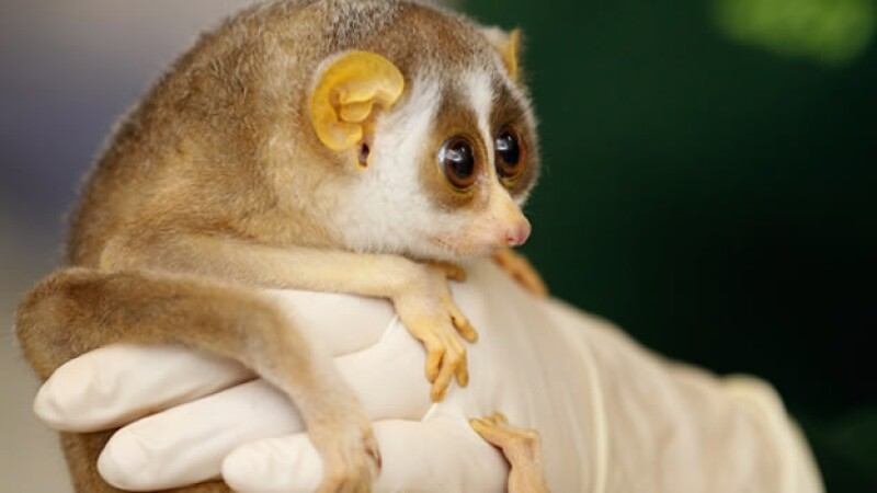 Primate slender sloris del zoológico de Londres
