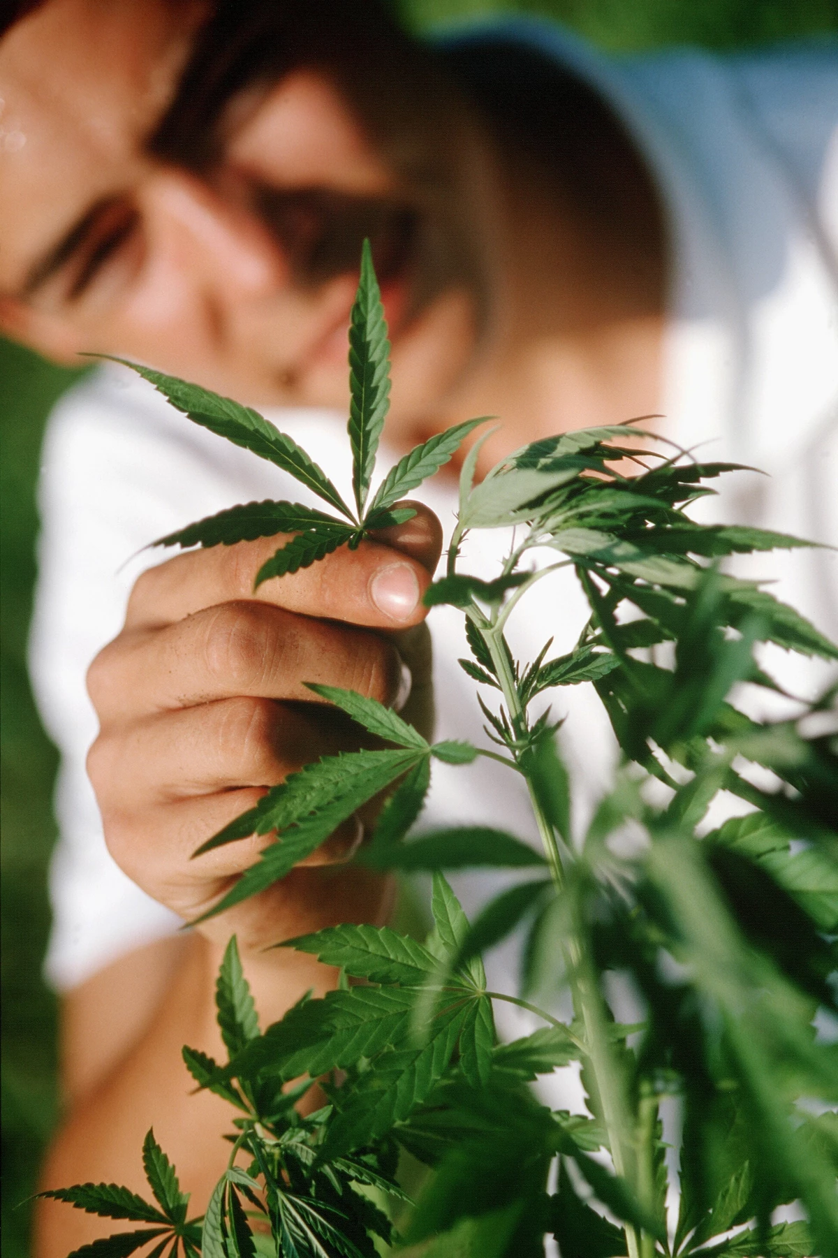 Uso medicinal