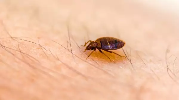 epidemia-de-chinches-cdmx.jpg