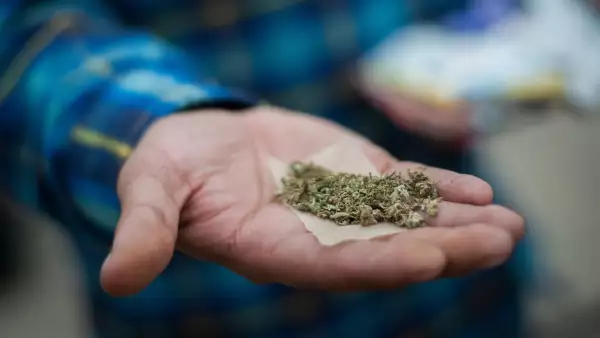 Discusión sobre la regulación de la cannabis.