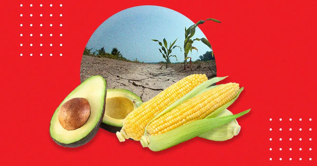 efectos de la sequía en México: el maíz y aguacate, entre los más afectados