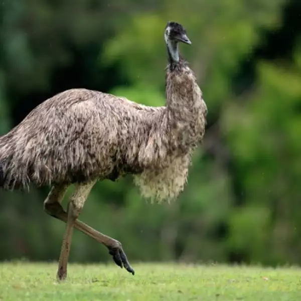 emu